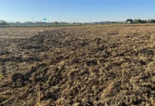 Santa Catarina Prepara Solo para Próxima Safra de Arroz