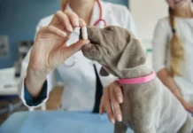 Desvendando os Mitos e Verdades sobre Zoonoses: O que Você Precisa Saber